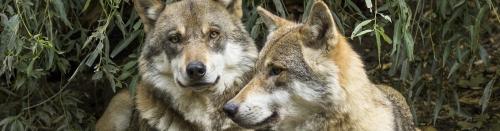 wolf-two